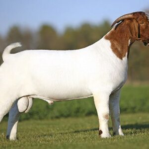 Order boer goat with fast delivery