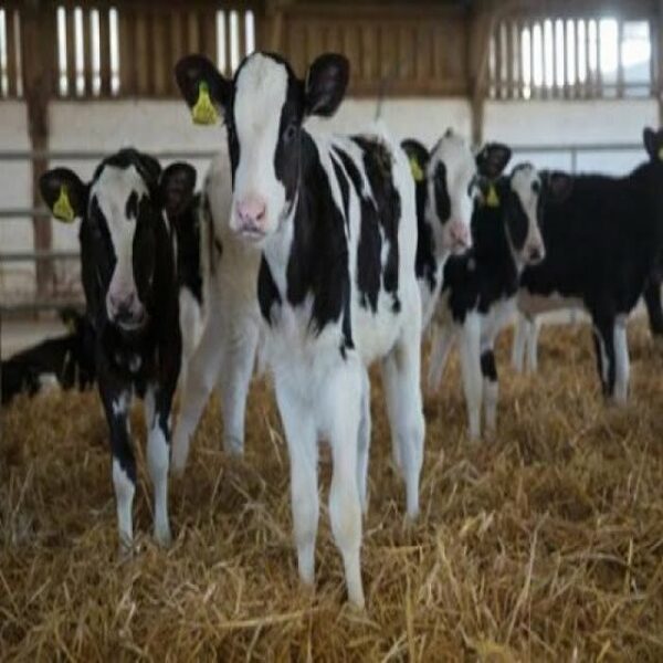 Buy Holstein Heifers online