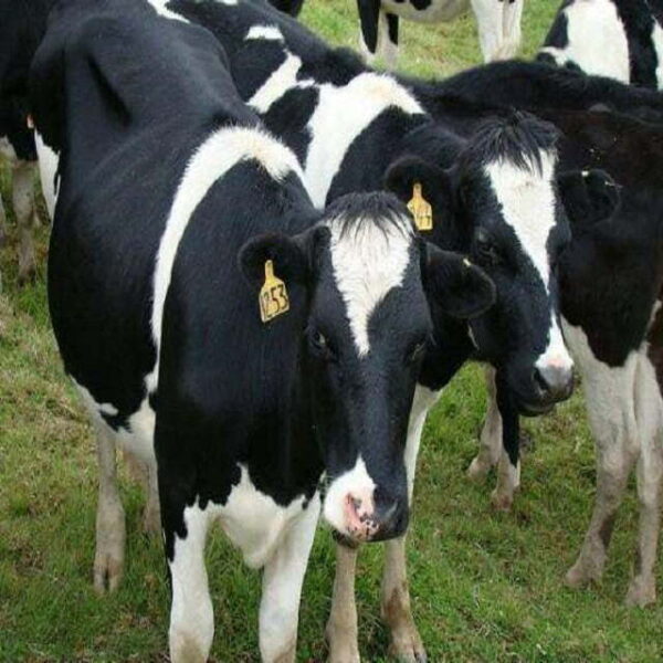 Buy Holstein Heifers online