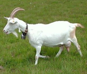 Order Saanen Goat with fast delivery